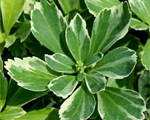 Pahisandra galotnes raibā 'Variegata'