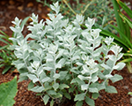 Perovskija 'Silvery Blue'
