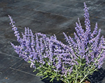 Perovskija 'Lacey Blue'