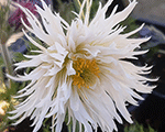 Silpurene parastā 'Papageno'