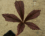 Rodžersija 'Bronze Peacock'