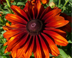Rudbekija lielziedu 'Capuccino'
