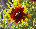 Rudbekija lielziedu 'Gloriosa Daisy'