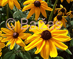 Rudbekija lielziedu 'Indian Summer'