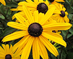 Rudbekija mirdzošā 'Little Goldstar'