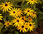 Rudbekija Salivena 'Goldsturm'