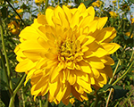 Rudbekija šķeltlapu 'Goldball'