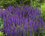 Salvija birztalu 'Ostfriesland'