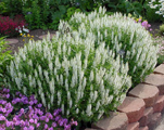 Salvija birztalu 'Schneehugel'