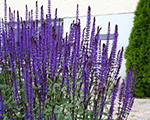 Salvija birztalu 'Caradonna'