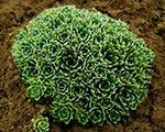 Akmeņlauzīte skarainā 'Minutifolia’
