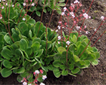 Akmeņlauzīte paēnas 'Primuloides'