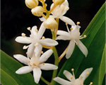Smilacina zvaigžņainā