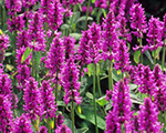 Alpine betony 'Hummelo'