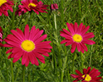 Pīpene sārtā 'Robinson`s Red'