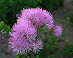 Saulkrēsliņš ozolīšu 'Atropurpureum'