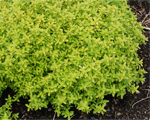 Mārsils lielais 'Aureus'