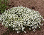 Mārsils agrais 'Albiflora'
