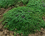 Mārsils  agrais 'Pseudolanuginosus'