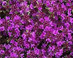 Mārsils mazais 'Red Carpet'