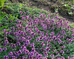 Mārsils mazais violets