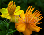 Saulpurene Ķīnas 'Golden Queen'