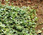 Kapmirte mazā 'Argentovariegata'