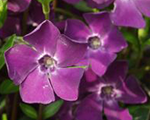 Kapmirte mazā 'Atropurpurea'