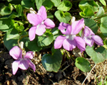 Vijolīte smaržīgā 'Sweet Violet'