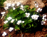 Vijolīte tauriņziedu 'Albiflora'
