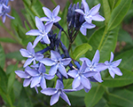 Amsonija 'Blue Ice'