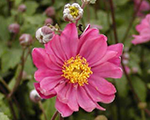 Anemone 'Pamina'
