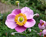 Anemone tūbainā 'Robustissima'