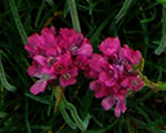 Armērija Jūrmalas 'Violeta'