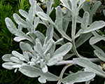 Vībotne Stellera 'Silver Brocade'