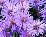 Ziemastere spilvenveida 'Wood's Purple'