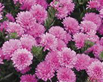 Ziemastere Jaunbeļģijas 'Almira Double Pink'