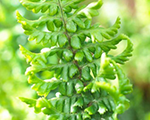 Ozolpaparde radniecīgā 'Crispa'