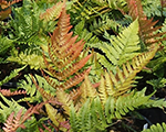 Ozolpaparde sarkansporu 'Autumn'