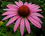 Ehinācija 'Feeling Pink'