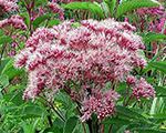 Krastkaņepe plankumainā 'Atropurpureum'