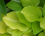 Hosta 'Golden Scepter'
