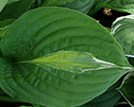 Hosta 'Striptease'