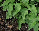 Handsome plantain lily