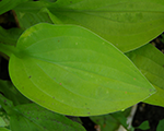 Hosta mazā zaļgandzeltenā