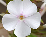Floksis plankumainais 'Schneelawine'