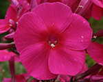 Floksis skarainais 'Adessa Special Fire'