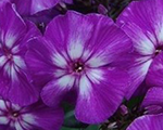 Perennial phlox (garden phlox) 'Adessa Special Purple Star'