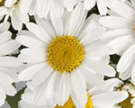 Pīpene 'LaGrande'