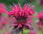 Monarda dvīņziedu 'Panorama Raspberry'
